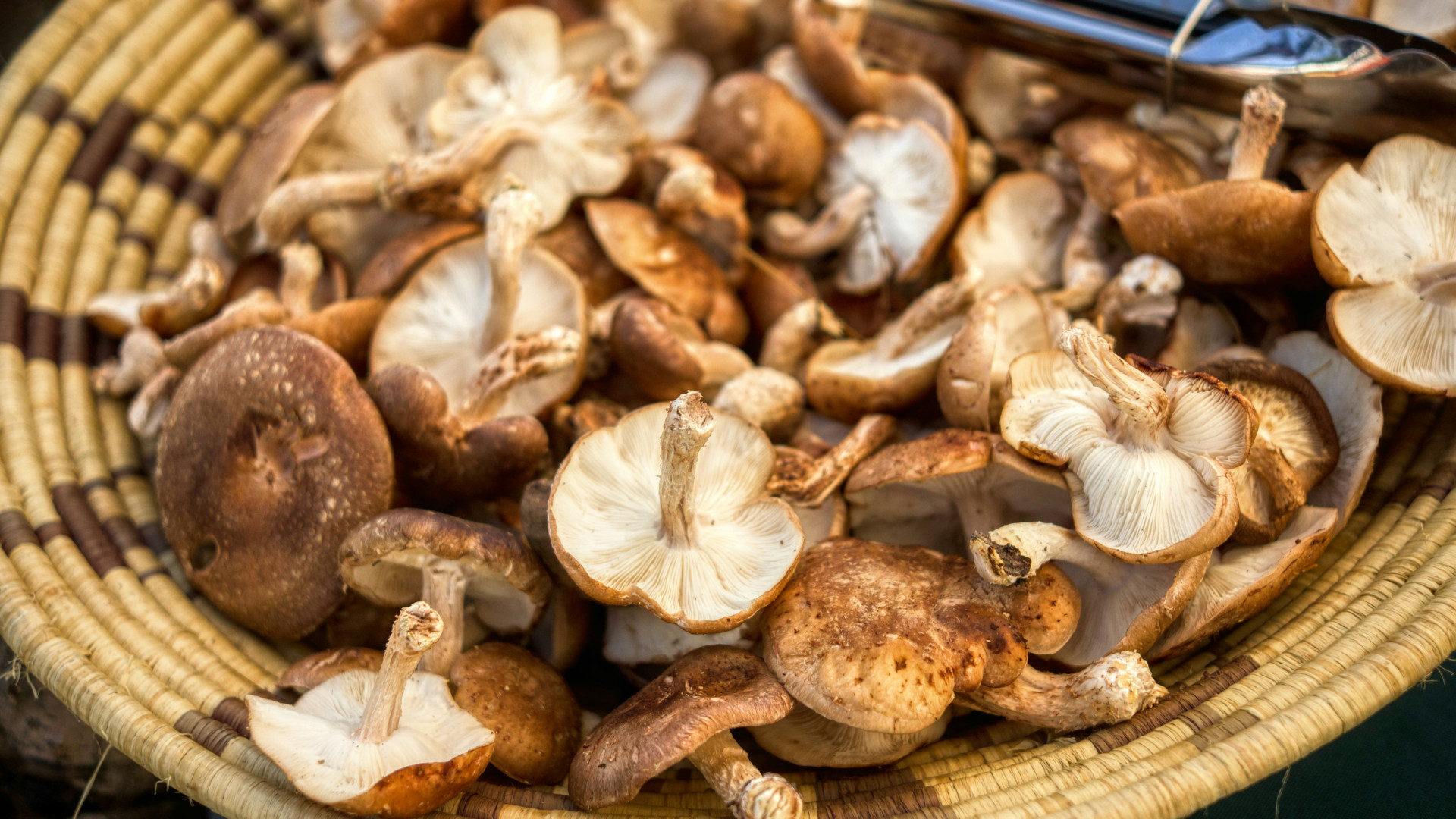 Sublimez vos plats avec la fraicheur des champignons asiatiques